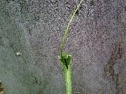 Pinellia ternata